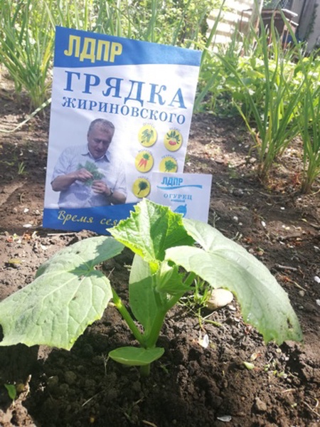 Традиционная весенняя акция «Грядка Жириновского»