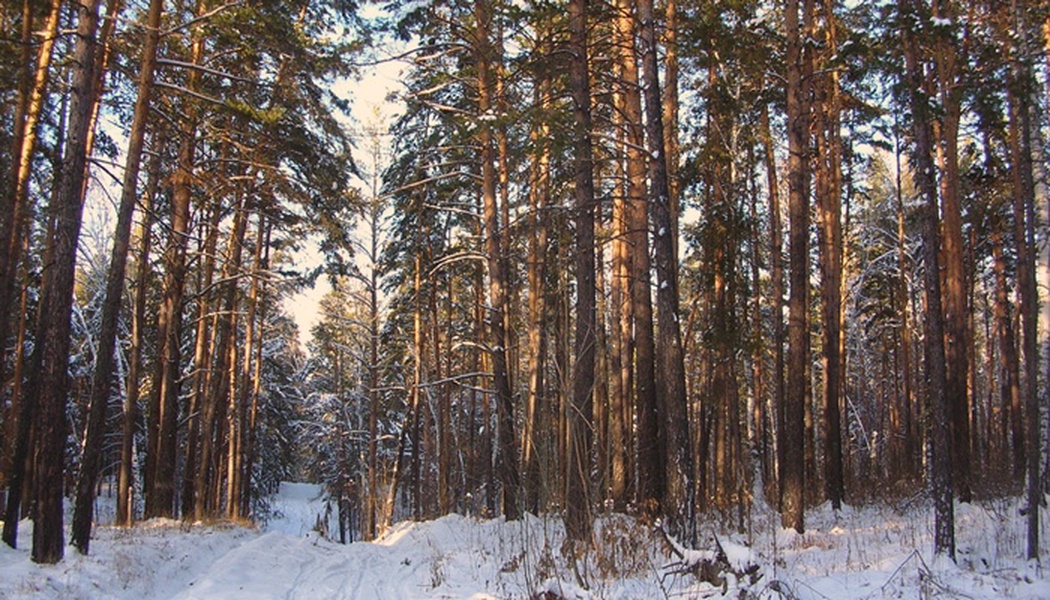 Ленточный бор барнаул фото