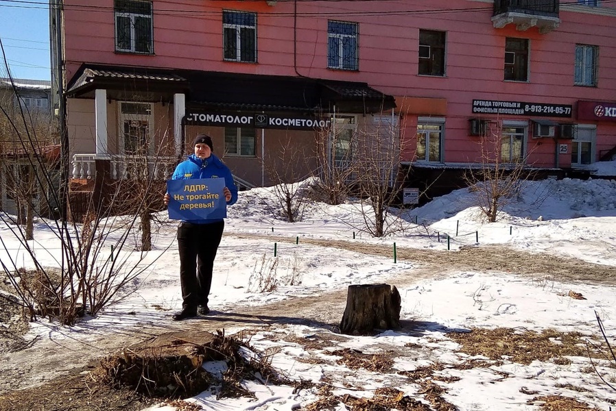 ЛДПР в Алтайском крае призывает остановить вырубку деревьев в скверах