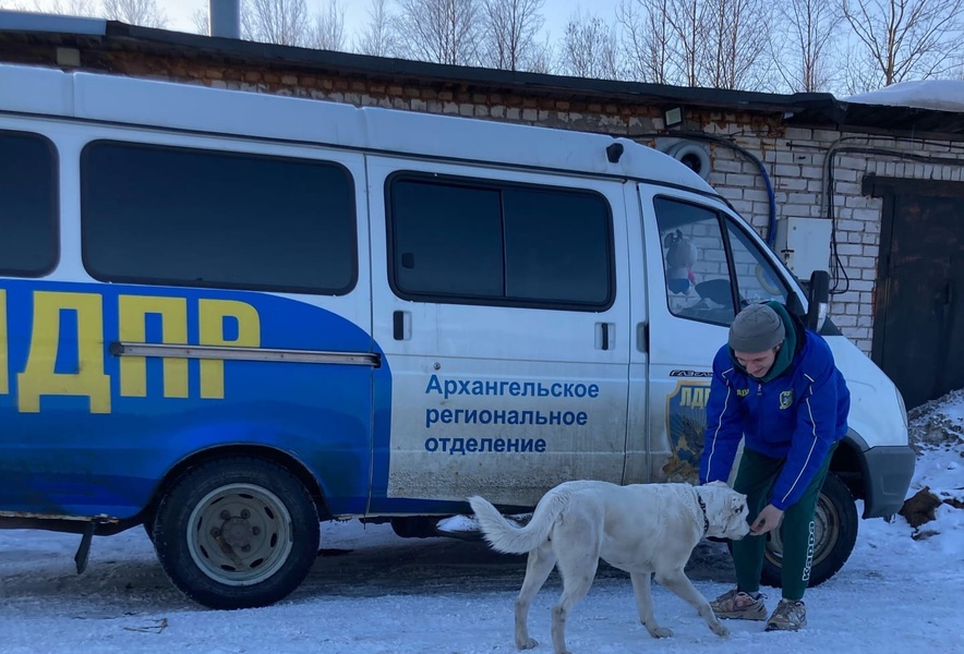 Молодежная организация ЛДПР помогает бездомным животным Архангельска