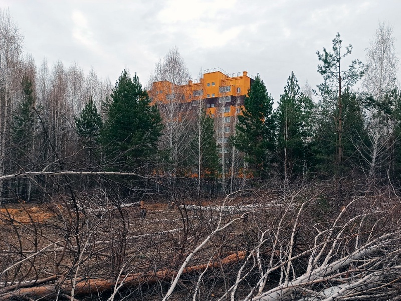 ЛДПР предложила запретить изменять границы участков городских лесов 