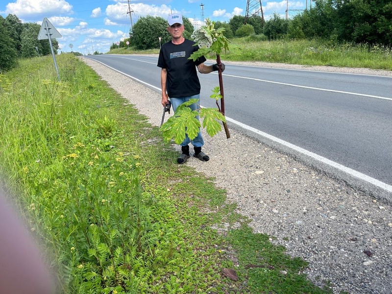 Не словом, а делом: партийцы Няндомы устроили бой борщевику