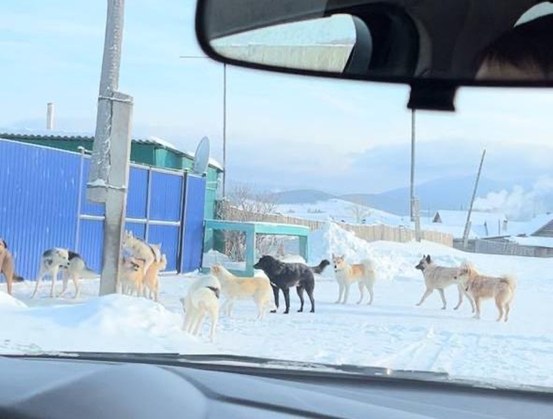 В Бурятии проверили село, где собаки набросились на ребенка