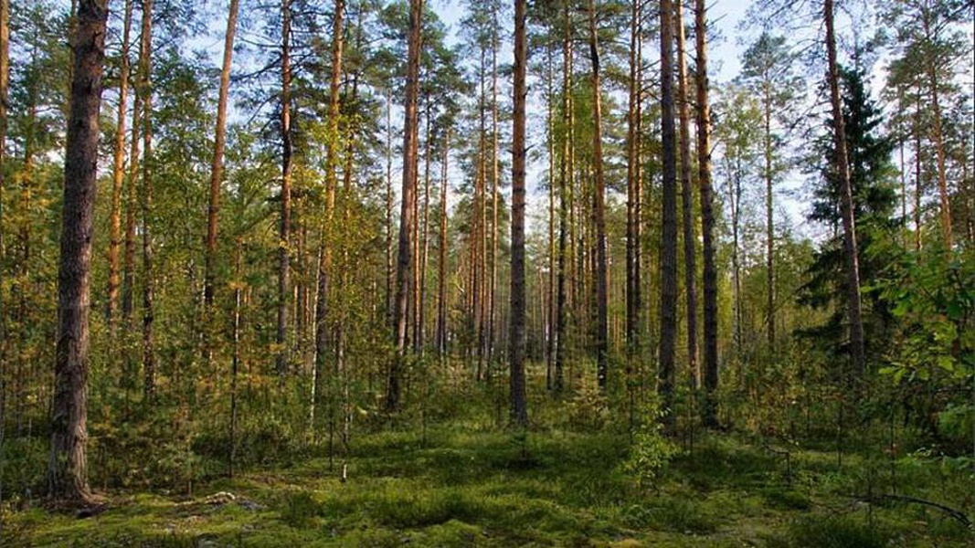 Пока лес. Ельник зеленомошник. Широколиственные леса и Сосновый Бор Ульяновская область. Мещеры Московская область лес. Сосновый Бор Красновишерск.