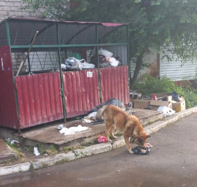 Необходимо защитить жителей Еврейской автономной области от бродячих собак