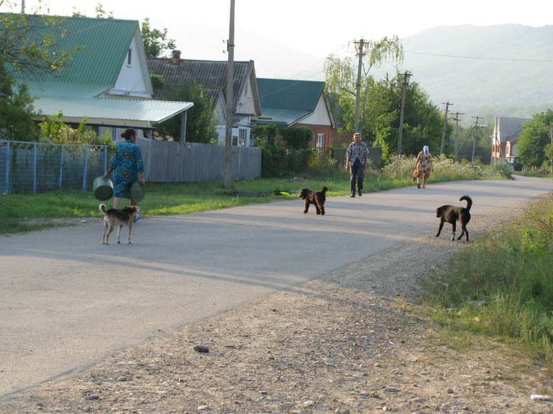 Нужно село. Дог село. Безымянное Украина. Село надо село.