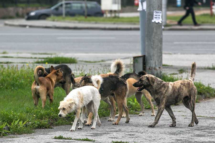 Необходимо защитить жителей  Ингушетии от бродячих собак