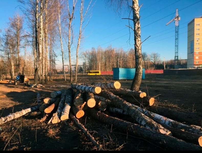 ЛДПР предложила запретить изменять границы участков городских лесов до постановки их на кадастровый учёт