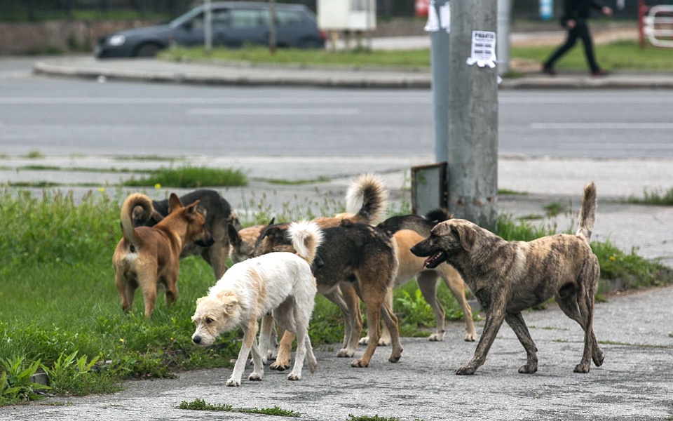 ЛДПР поддержала поправки в закон о бродячих животных