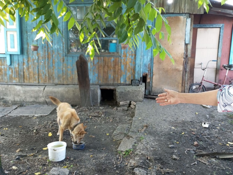 Мы в ответе за тех, кого приручили