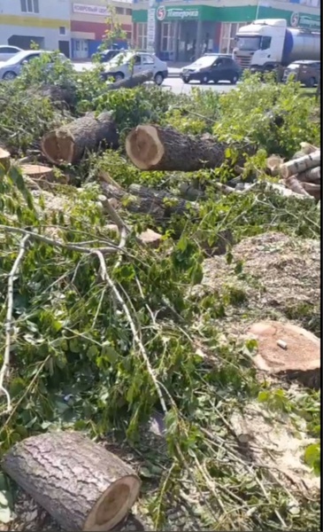 В Кирове вновь срубили здоровые деревья