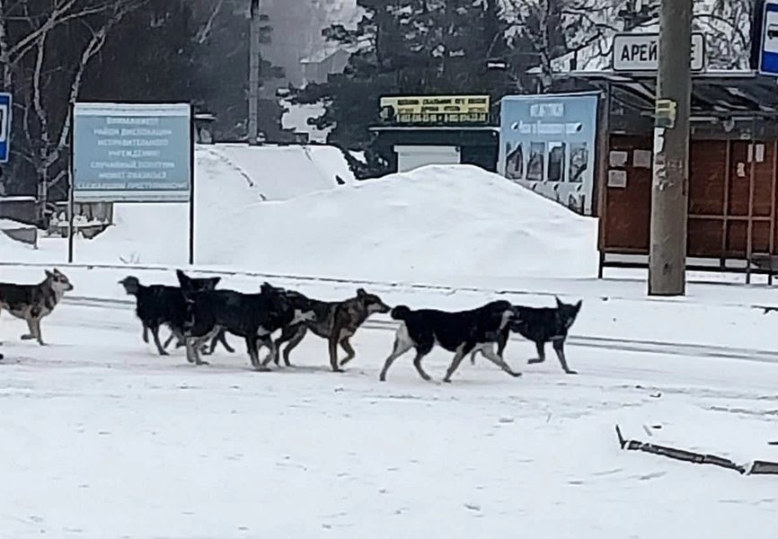 Депутат ЛДПР подключился к решению проблемы с бродячими собаками в селе Арейском