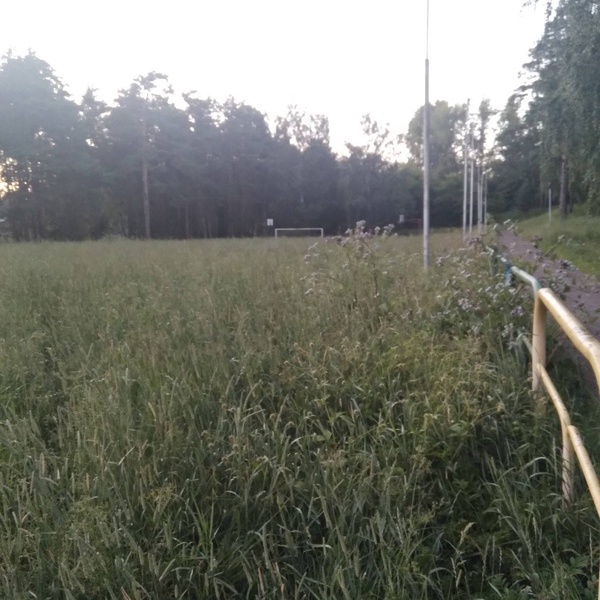 В Железногорске спортивные площадки зарастают бурьяном