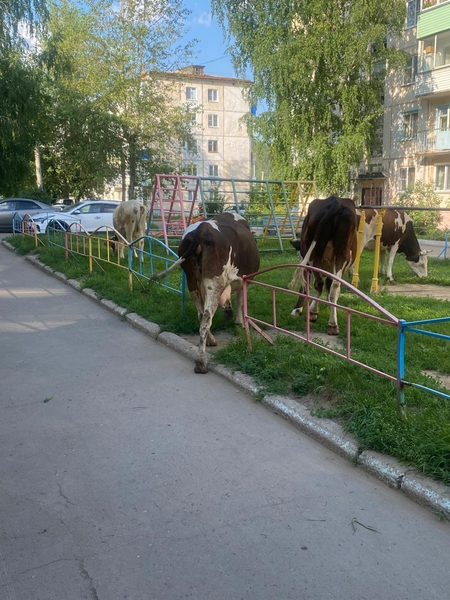 Жители Кедрового пожаловались ЛДПР на нашествие коров