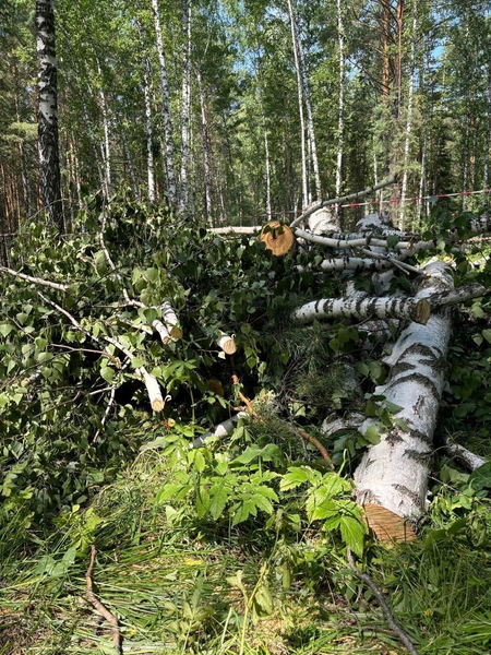 В сосновом бору Сосновоборска под пилу попало около двадцати деревьев