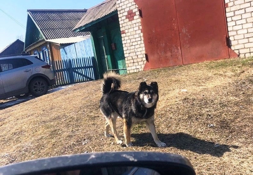 В селе Большая Салырь стая собак с бирками напала на молодого человека