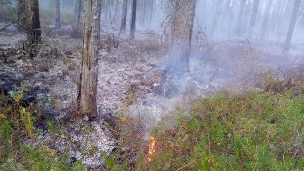  Повышенная пожароопасность лесов в Мордовии сохраняется