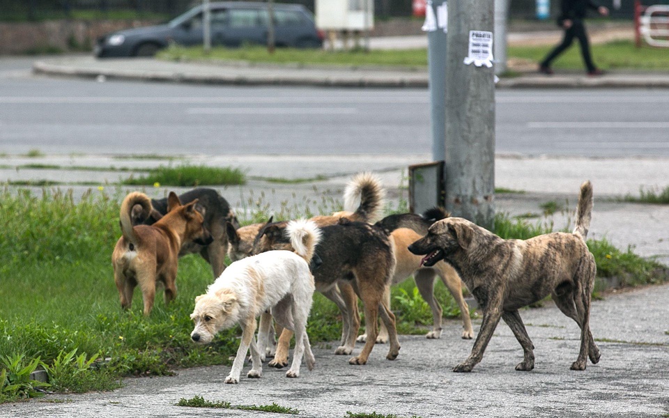 Необходимо защитить жителей Ненецкого округа от бродячих собак