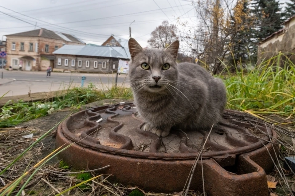 ЛДПР добилась устранения опасного люка в Академгородке