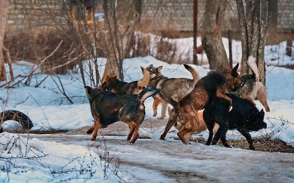 Своры бродячих собак терроризируют Омскую область