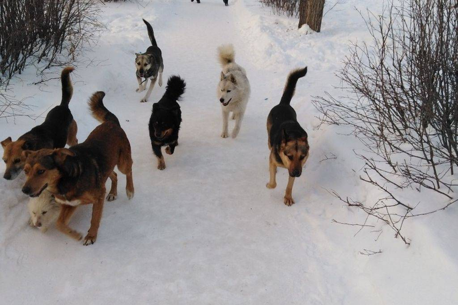 В Оренбурге продолжается эпопея с бродячими животными