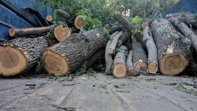 ЛДПР займется проблемой массовой вырубки деревьев в Орле