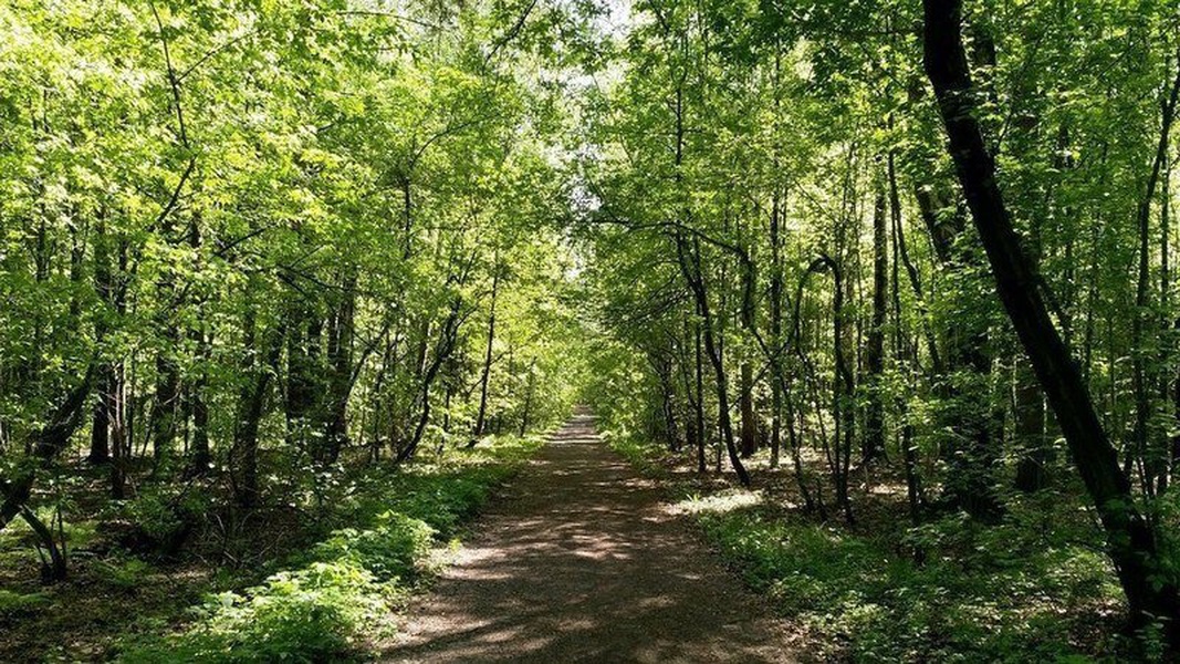 Правила использования городских и пригородных лесов будут изменены