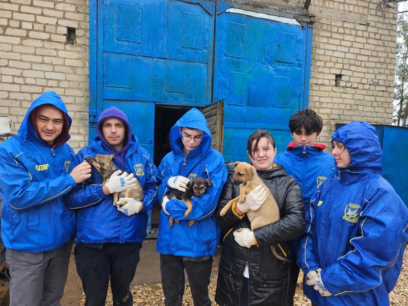 Активисты рязанской молодёжной организации ЛДПР помогли приюту для бездомных животных