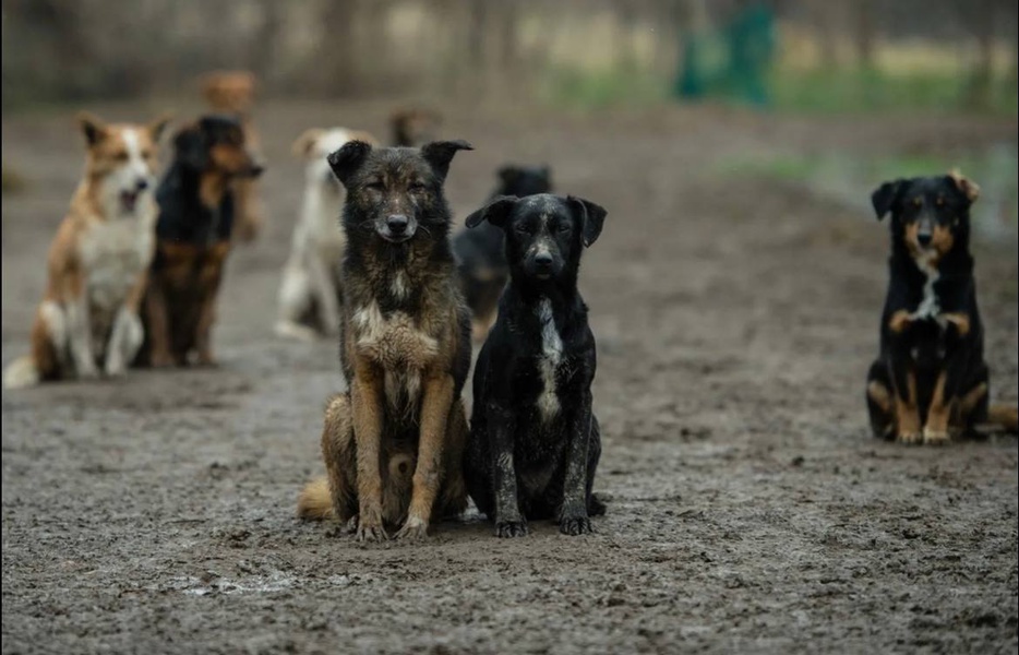 Необходимо защитить жителей Саратовской области от бездомных собак! 