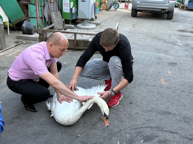 Лебедей из горпарка отдали в добрые руки — в ЗАТО Светлый!