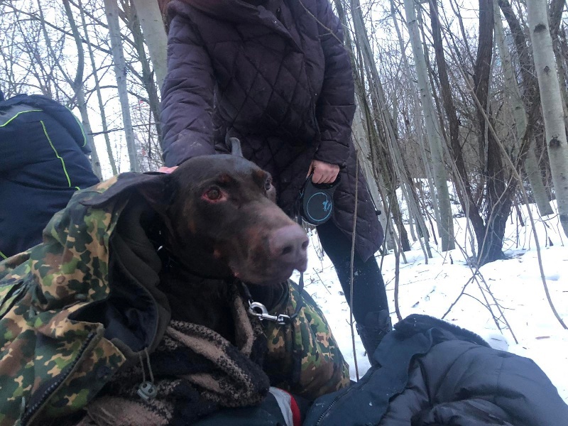 Смоленские партийцы поблагодарили сотрудников МЧС за спасение собаки