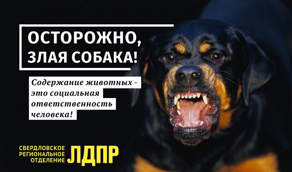 ЛДПР предложила создать рабочую группу в Свердловской области по вопросам домашних животных