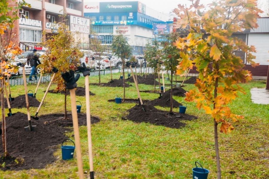 Городские власти дополнительно озеленят и благоустроят улицу Бакинских Комиссаров в Тюмени