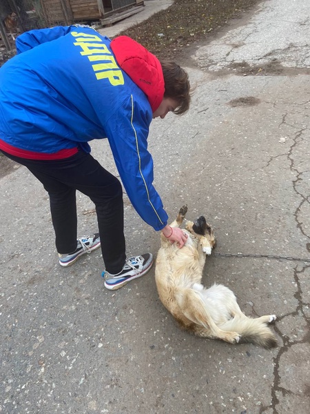 Молодежь ЛДПР помогает приютам