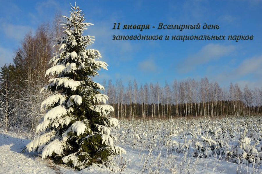 11 заповедников и национальных парков. 11 Января день заповедников и национальных парков. 11 Января - день заповедников и парков России. 11 Января отмечается день заповедников и национальных парков. День заповедников России 11 января.