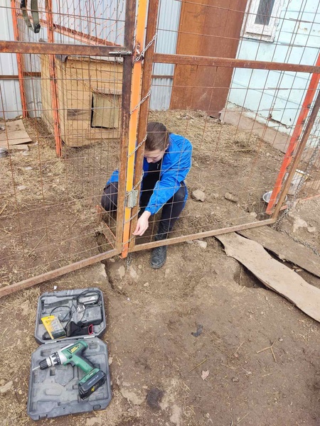 Молодые активисты ЛДПР из Ульяновска снова побывали в приюте для собак и починили вольеры