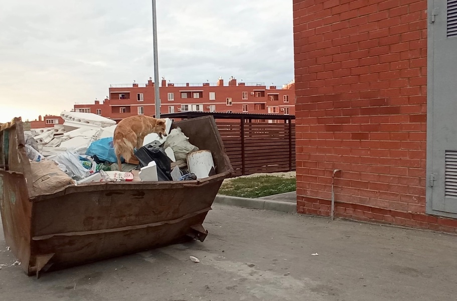 Проблема бродячих собак в Красноармейском районе Волгограда актуальна как никогда