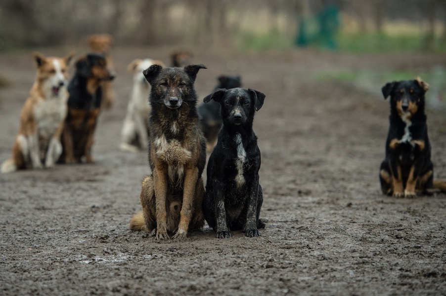 Необходимо защитить жителей Воронежской области от бродячих собак 