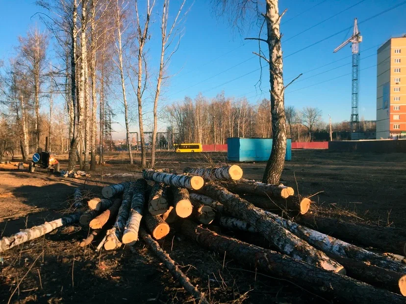 ЛДПР предложила запретить изменять границы участков городских лесов Воронежской области 